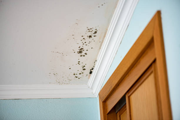 Best Mold Testing  in Atchison, KS