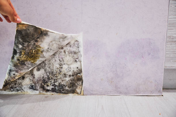 Best Black Mold Removal  in Atchison, KS